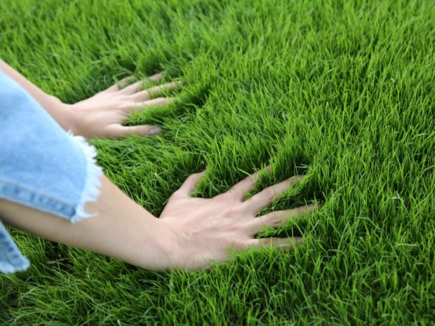 6 padomi, kā ar savām rokām izgatavot zālienu valstī