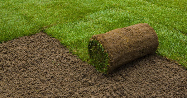 11 conseils pour poser votre propre pelouse Dispositif de rouleau de gazon