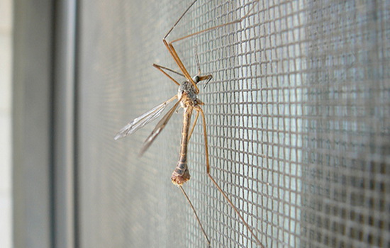 10 padomi moskītu tīkla izvēlei uz plastmasas logiem